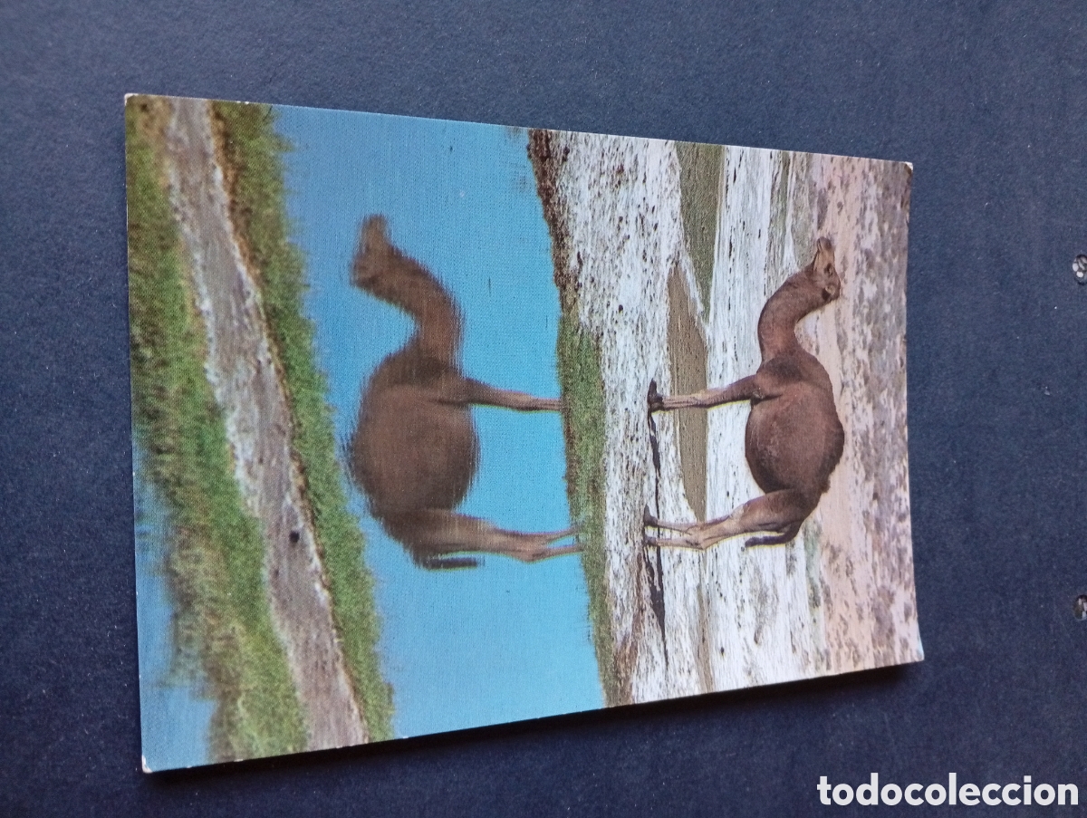 Postales: Postal camello reflejo,tunez