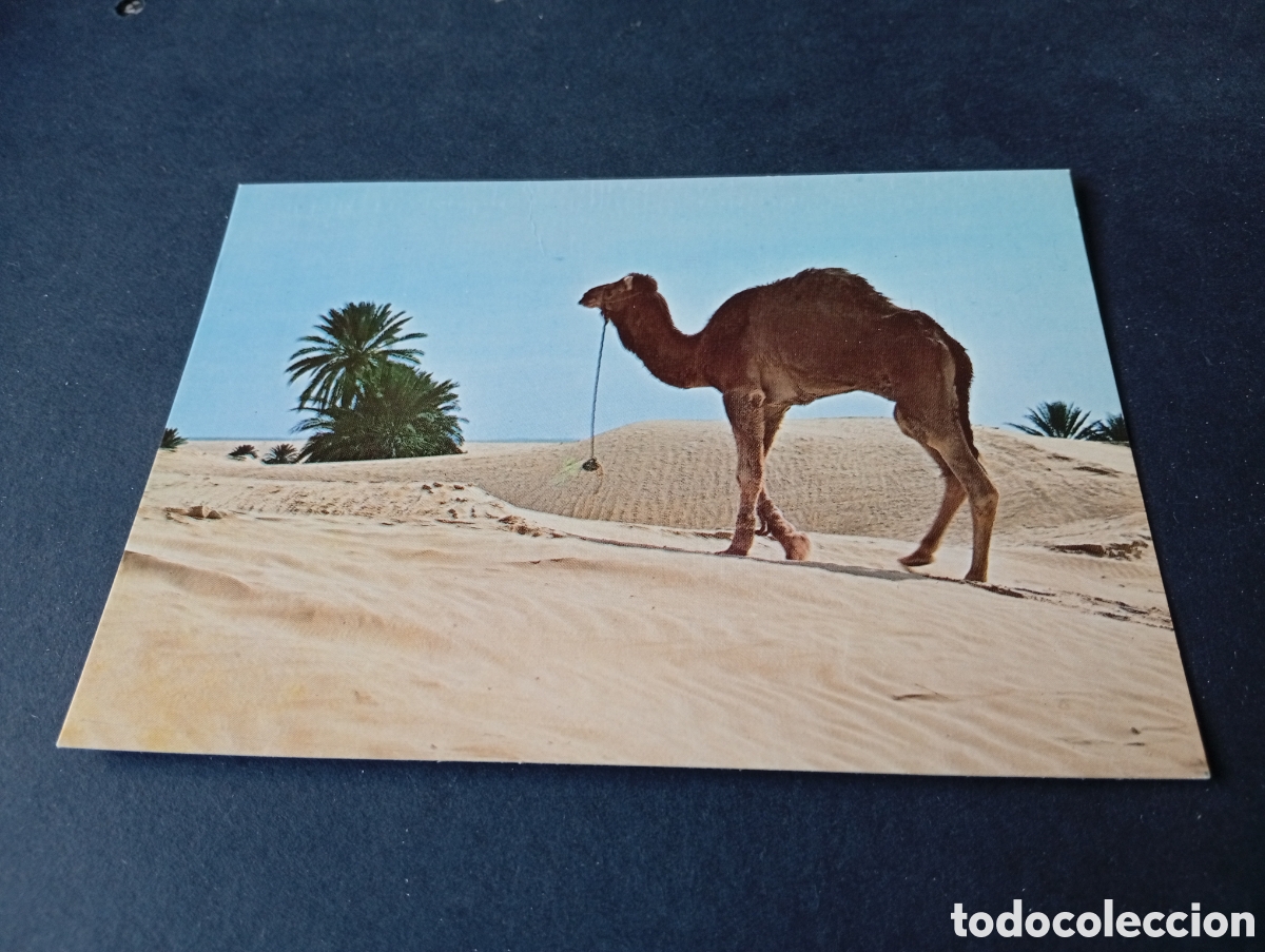 Postales: Postal T&uacute;nez camello desierto