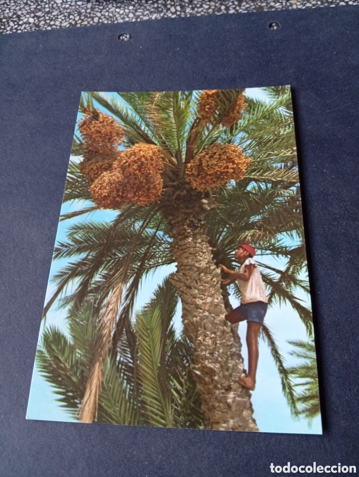 Postales: Postal Oasis recogida de d&aacute;tiles, T&uacute;nez