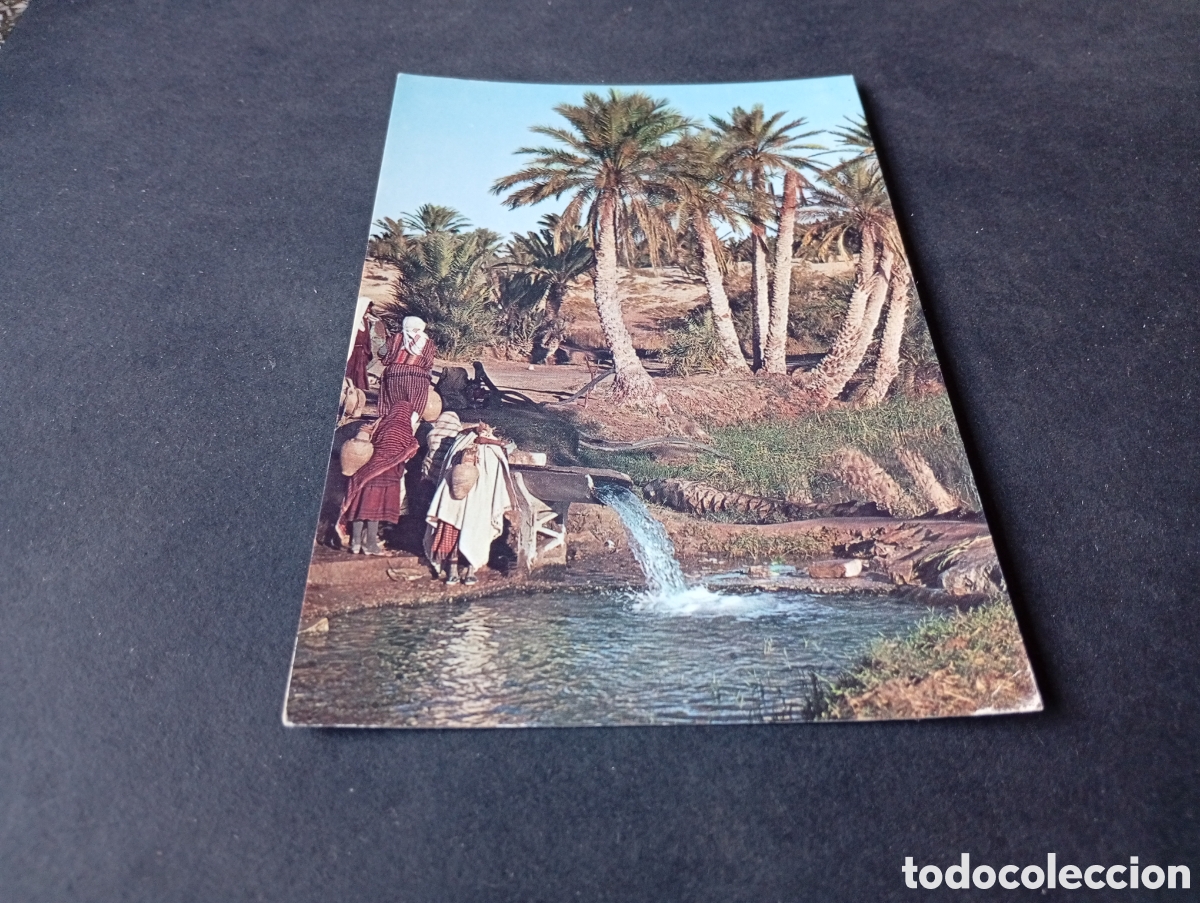 Postales: Postal T&uacute;nez Oasis de Kebili