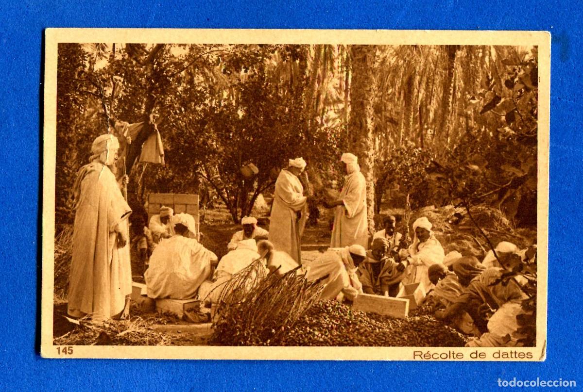 Postales: POSTAL SIN CIRCULAR RECOLECTA DE DATILES 145 EDITA L & L