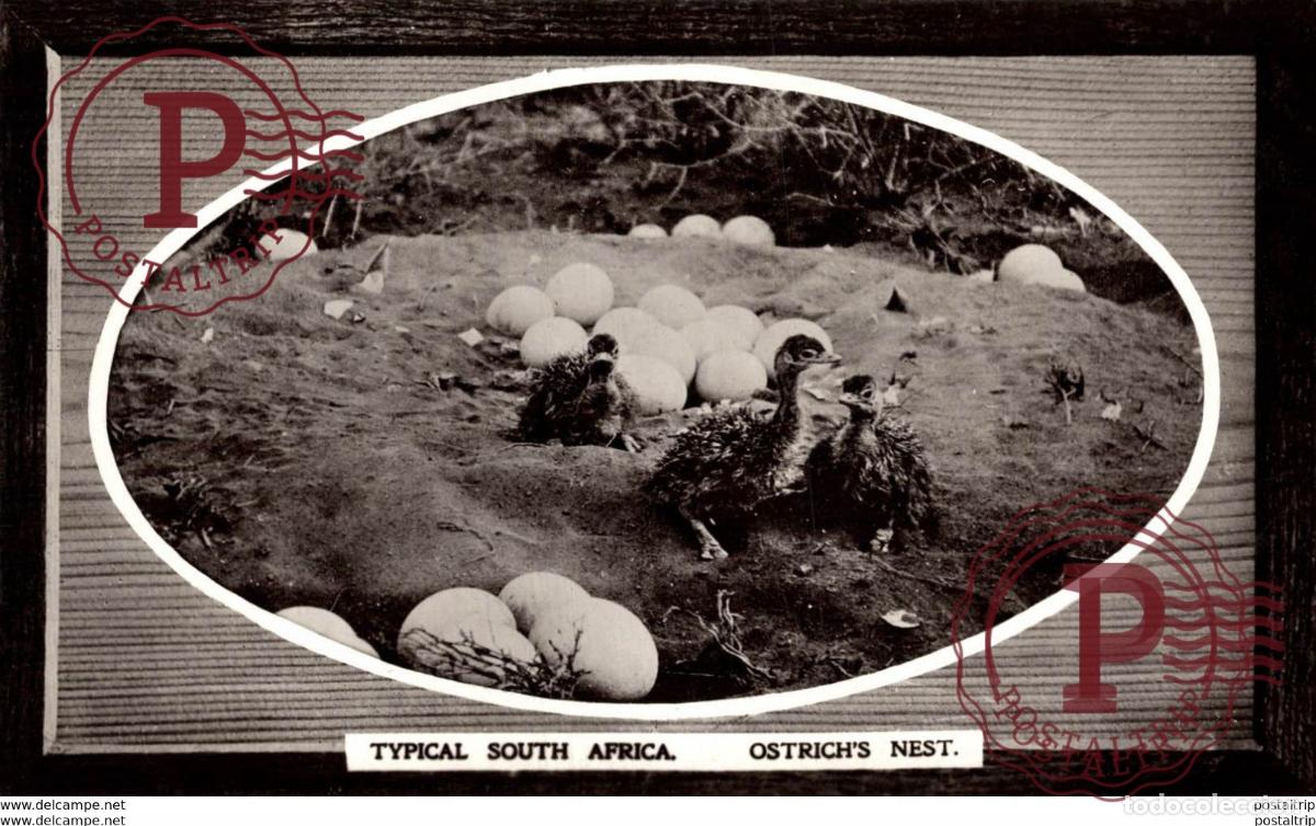 Cartoline: SUDAFRICA SOUTH AFRICA. Ostrichs nest