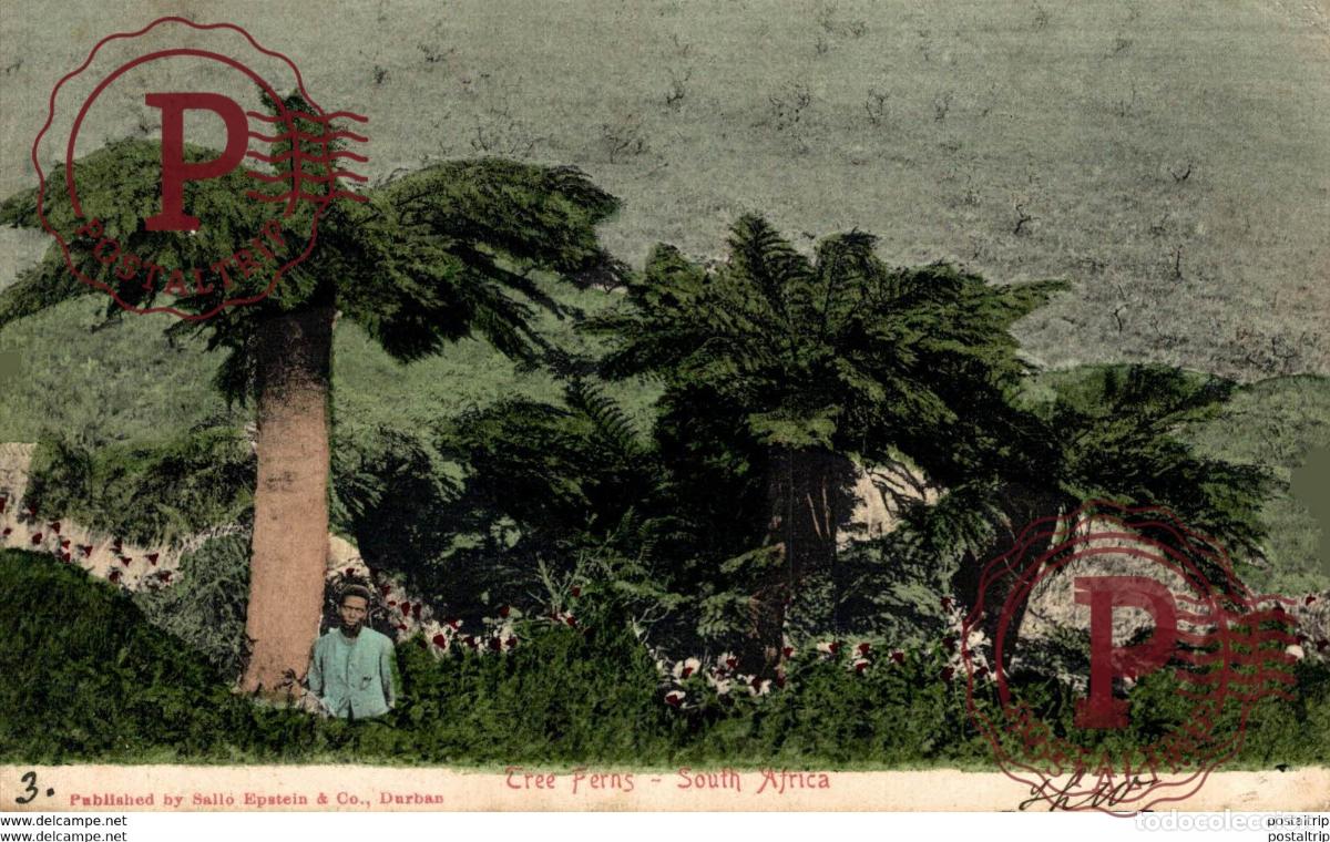 Cartes Postales: SUDAFRICA SOUTH AFRICA. TREE PERNS