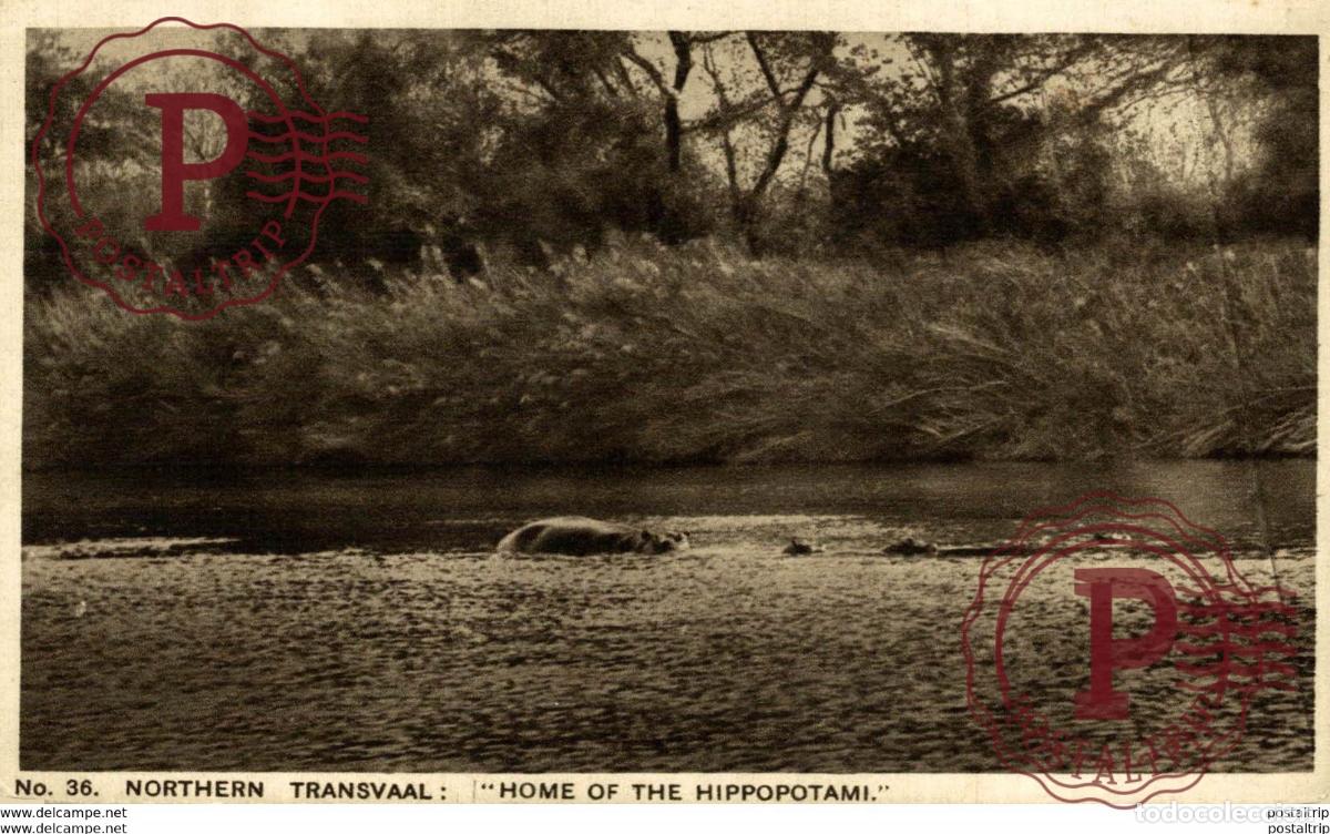 Cartes Postales: SUDAFRICA SOUTH AFRICA. TRANSVAAL HOME OF THE HIPPOPOTAMI