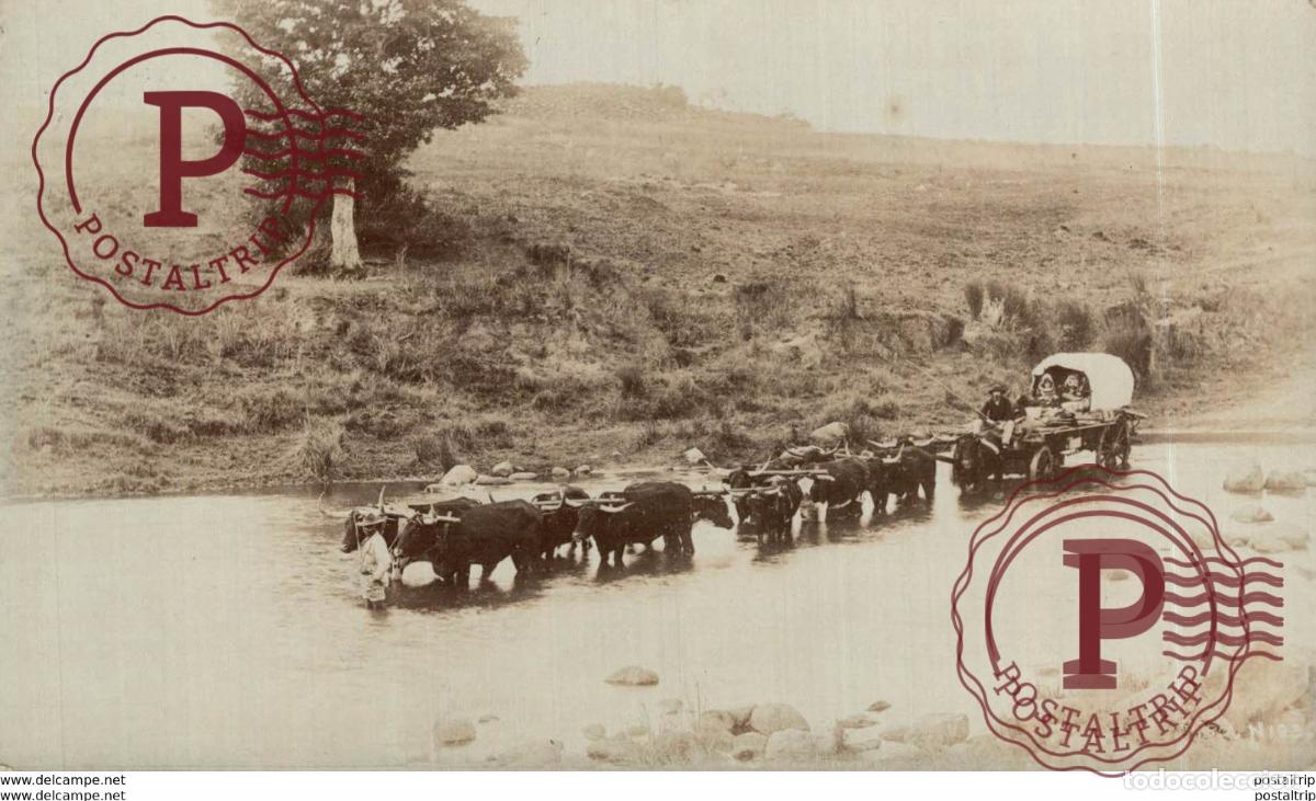 Postkarten: SUDAFRICA SOUTH AFRICA . -REAL PHOTO
