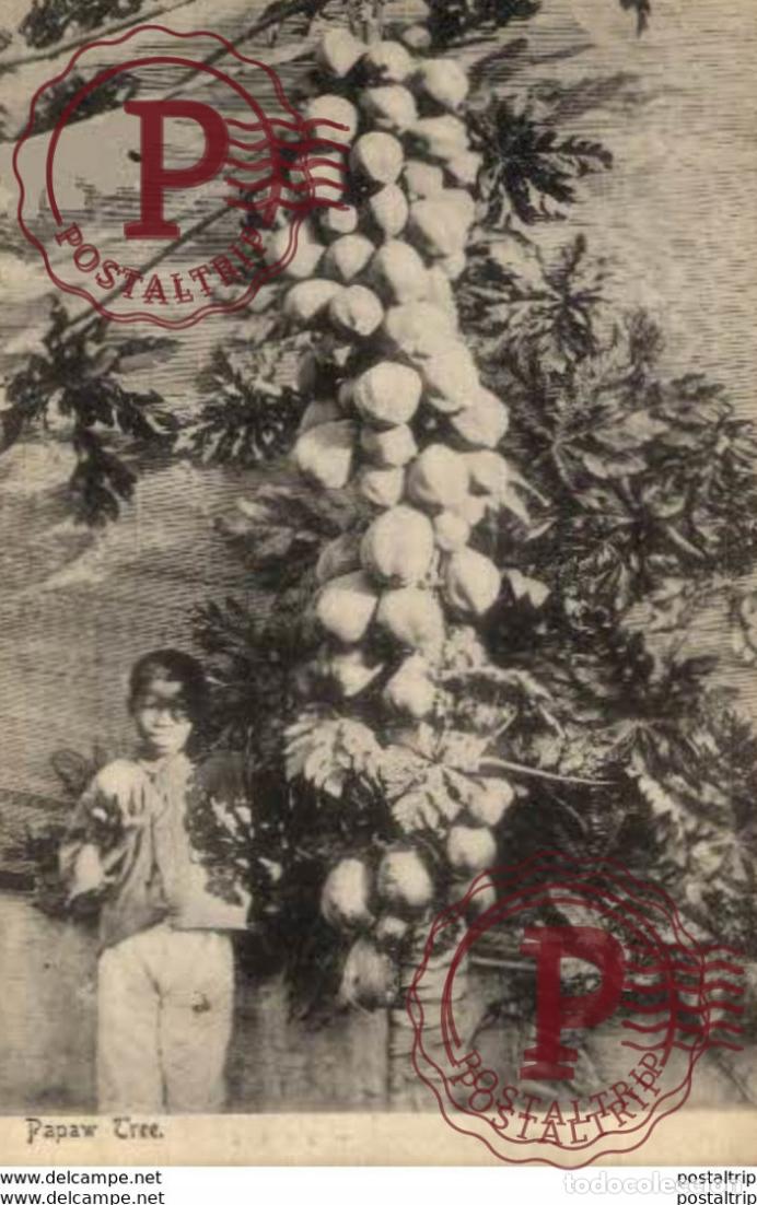 Postales: SUDAFRICA SOUTH AFRICA - PAPAW TREE