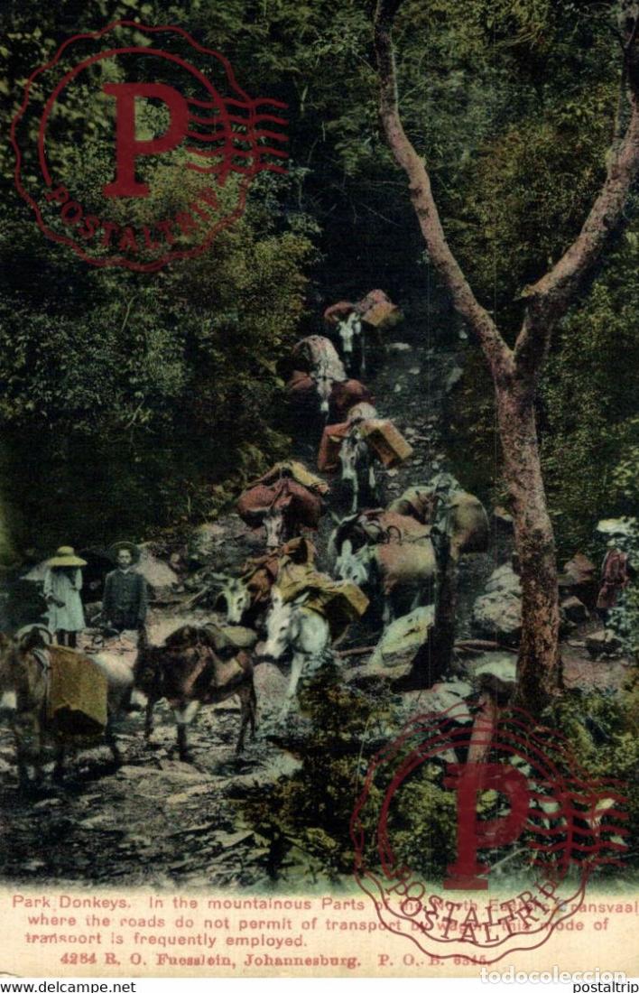 Postales: AFRICA. SUDAFRICA. SOUTHAFRICA. park donkeys -jhoannesburg