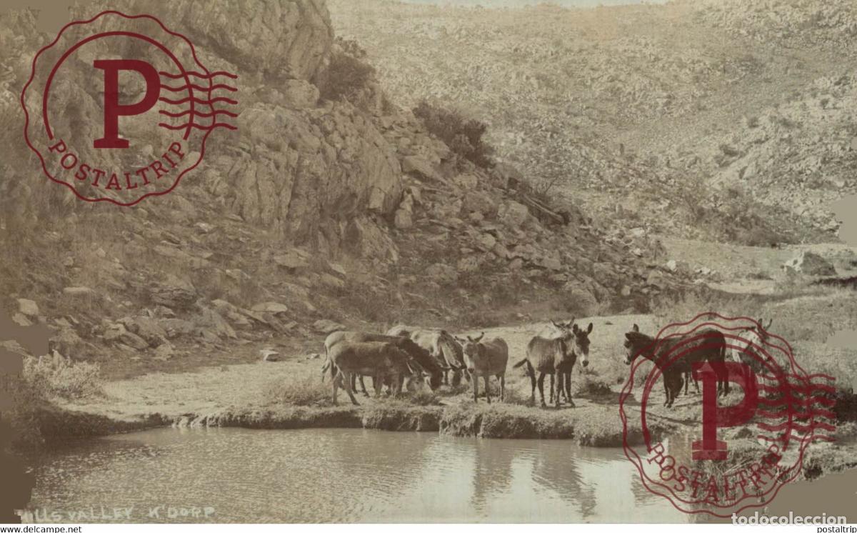 Postales: AFRICA. SUDAFRICA. SOUTHAFRICA. RPPC. DONKEYS. SAPSCO. JOHANNESBURG. BURROS