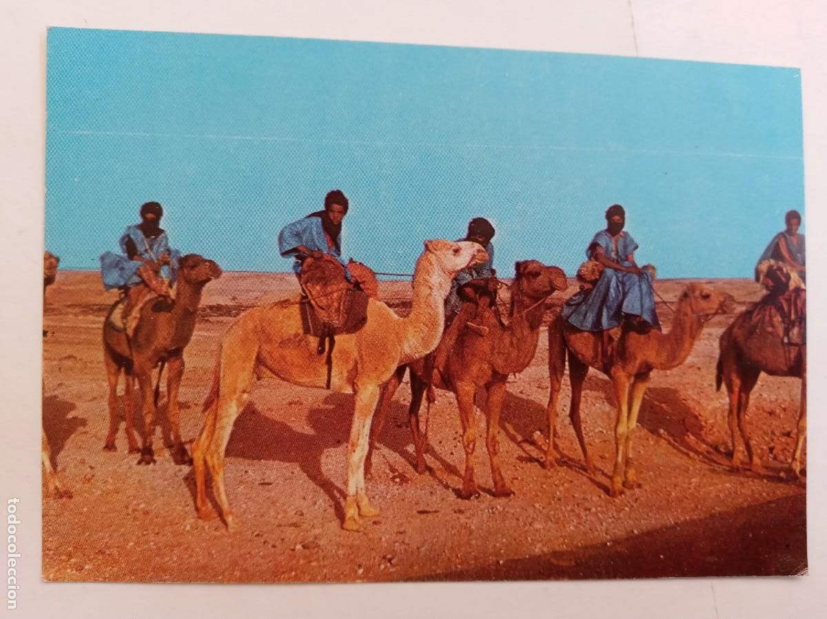 Postales: POSTAL DE ARGELIA : LOS HOMBRES AZULES . TUAREGS EN CAMELLOS