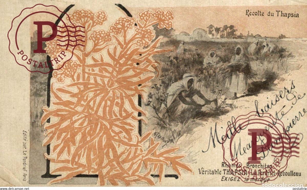 Postales: AFRICA. MARRUECOS. MAROC - RECOLTE DU THAPSIA - Rhumes, Bronchites. PUBLI