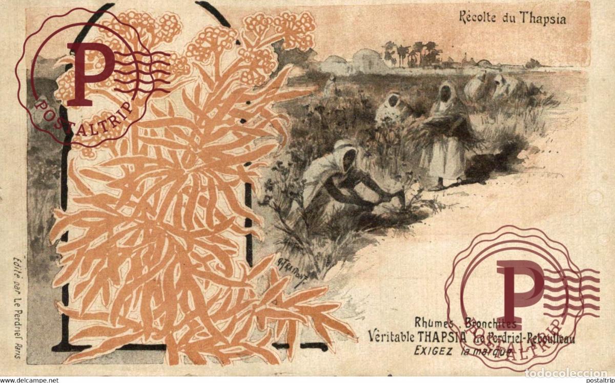Postales: AFRICA. MARRUECOS. MAROC - RECOLTE DU THAPSIA - Rhumes, Bronchites. PUBLI