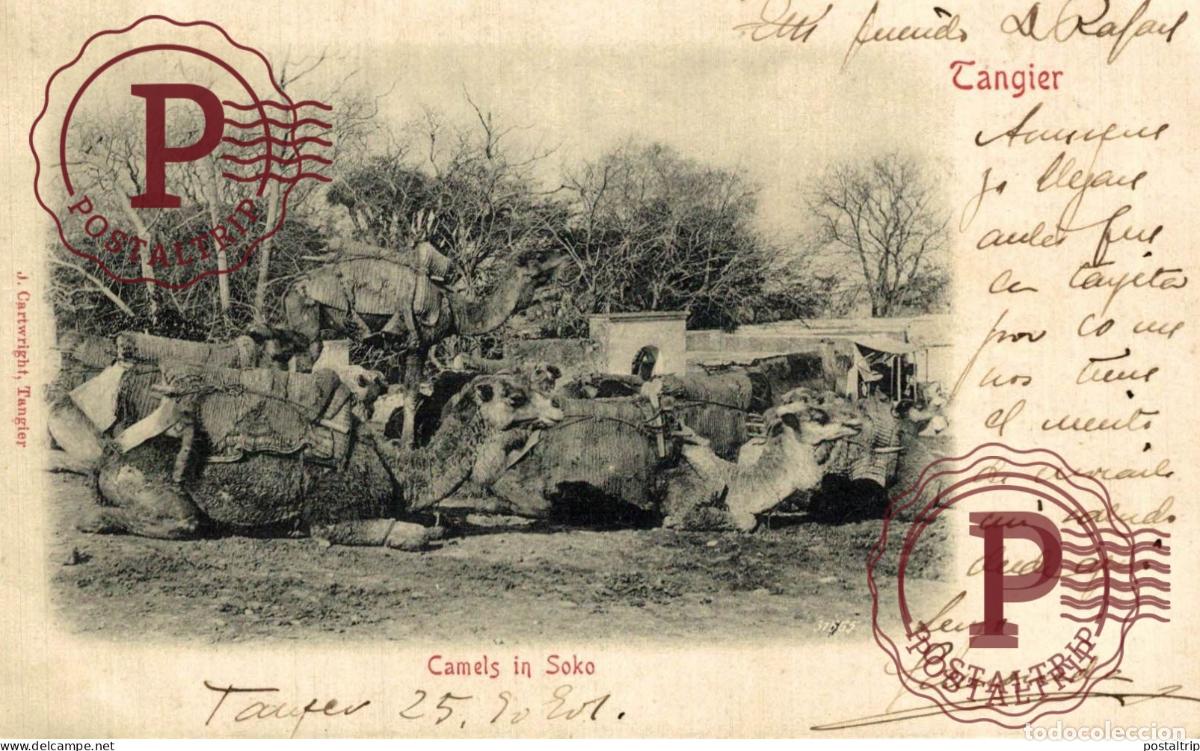 Postales: MARRUECOS. TANGIER. CAMELS IN SOKO.