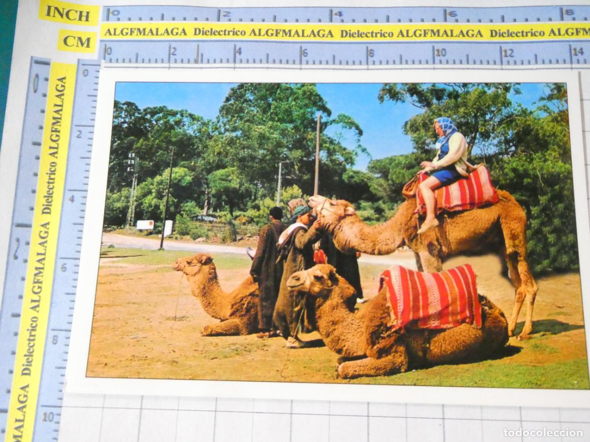 Postales: POSTAL DE MARRUECOS. TANGER. CAMELLOS MUJER TURISTA. 759