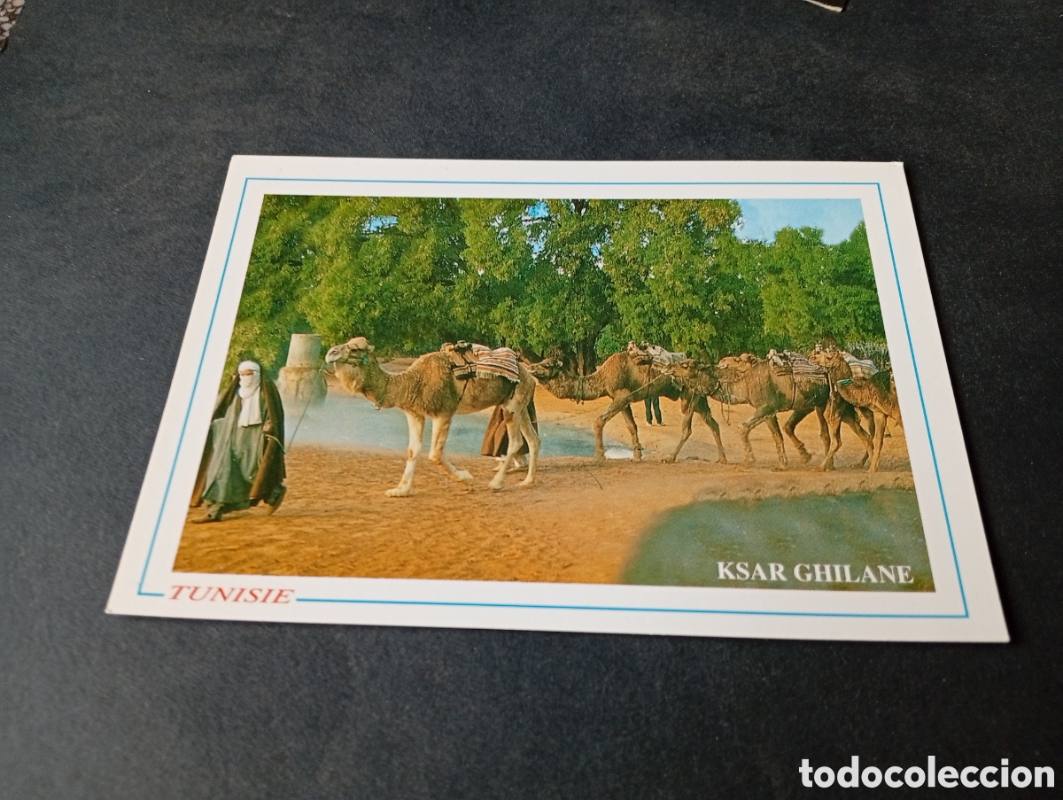 Postales: Postal Tunisie camellos