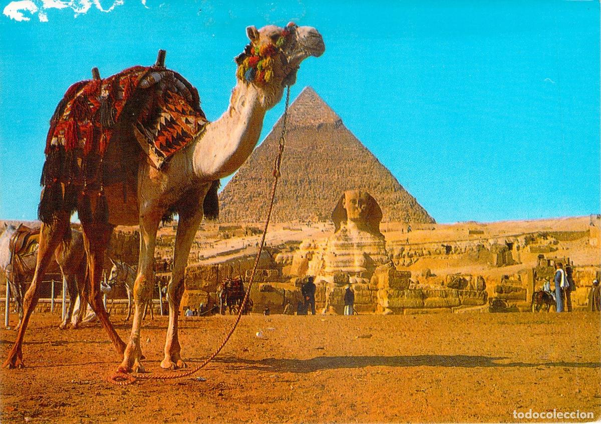 Postales: Postal de Egipto: La Gran Esfinge de Giza y Pir&aacute;mide de Kefr&eacute;n con Camello