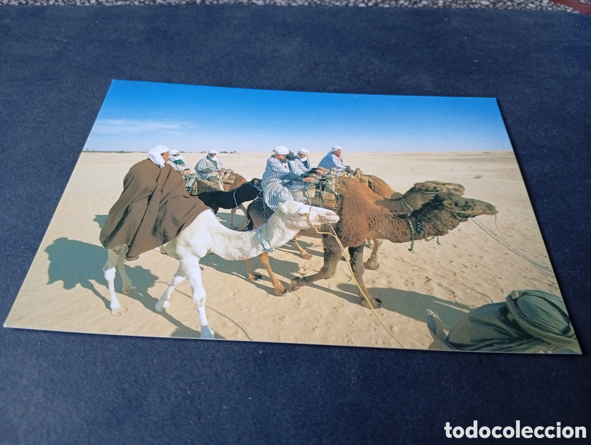 Postales: Postal T&uacute;nez camellos