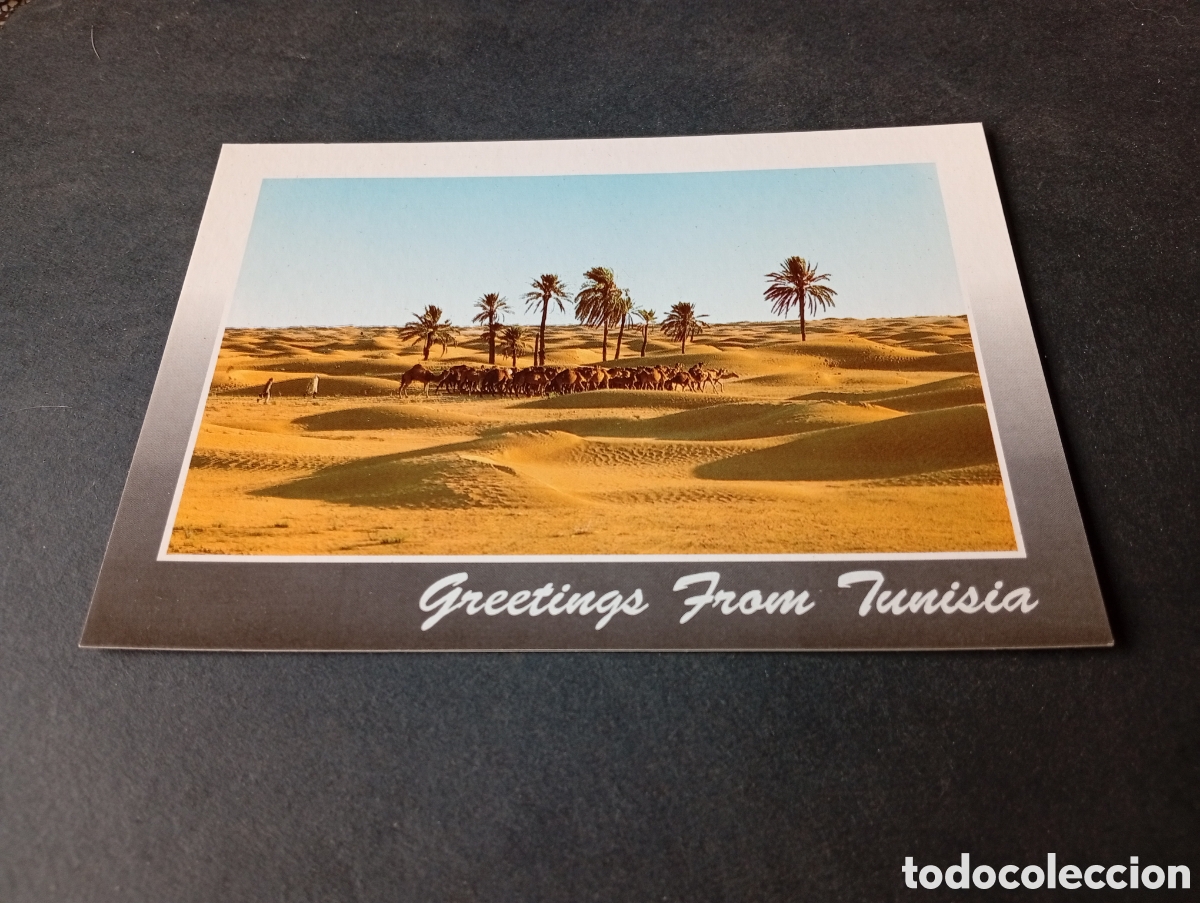 Postales: Postal T&uacute;nez desierto camellos