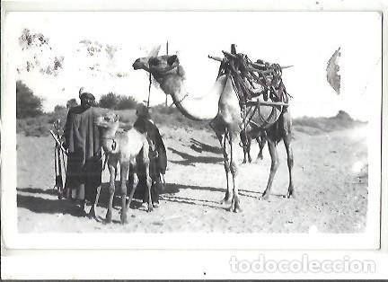 Postales: POST CARD GADDES LUXOR EGYPT CAMEL IN THE FIELD