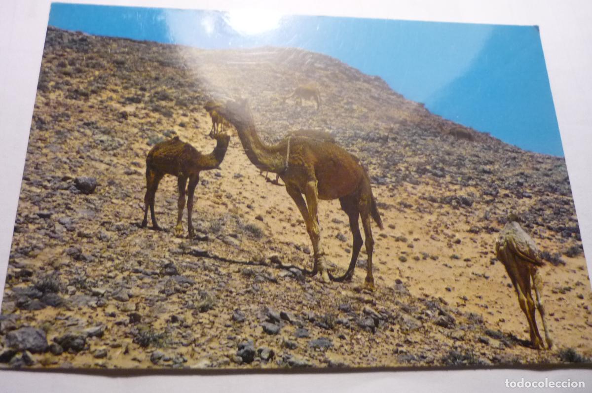 Postales: postal sahara camellos pastando