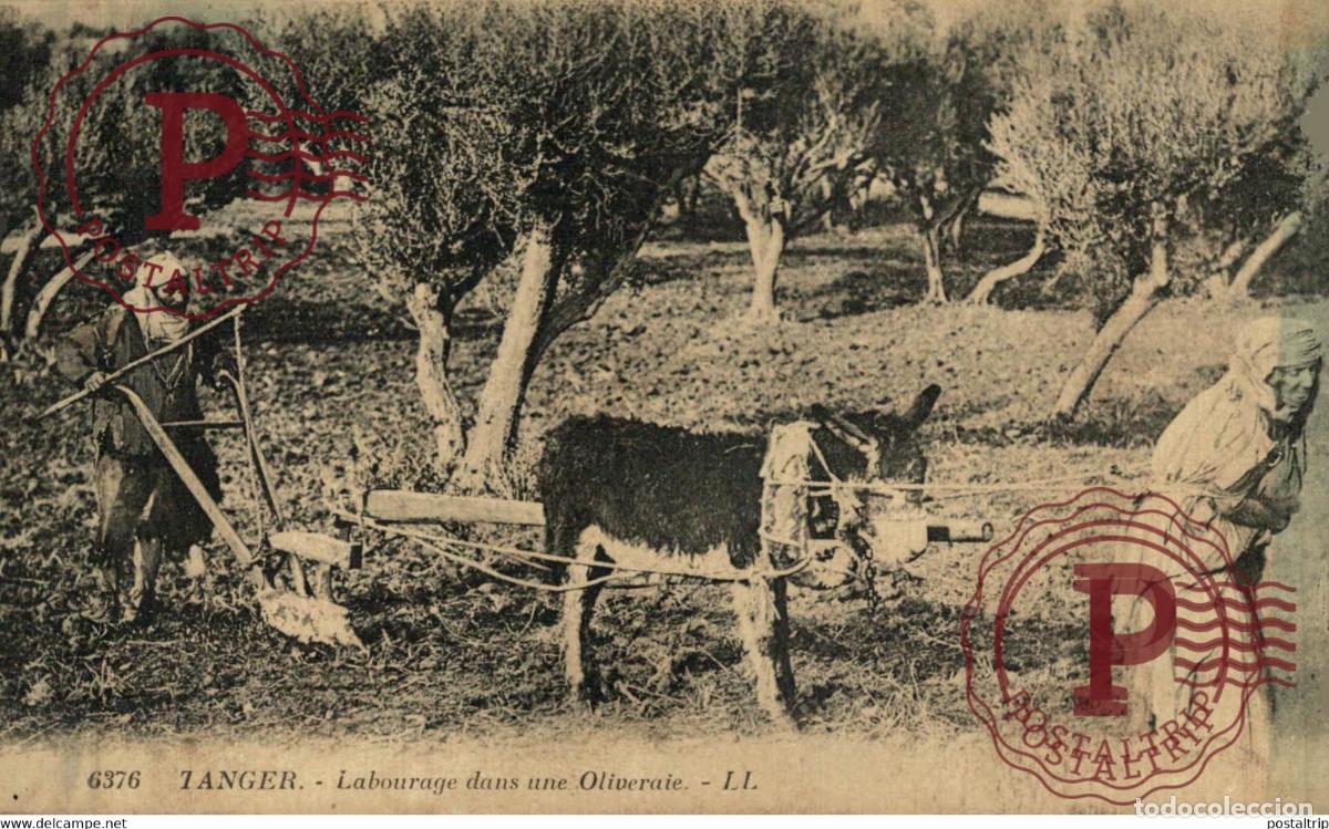 Cartes Postales: TANGER - Labourage dans une Oliveraie ANE MARUECOS MAROC