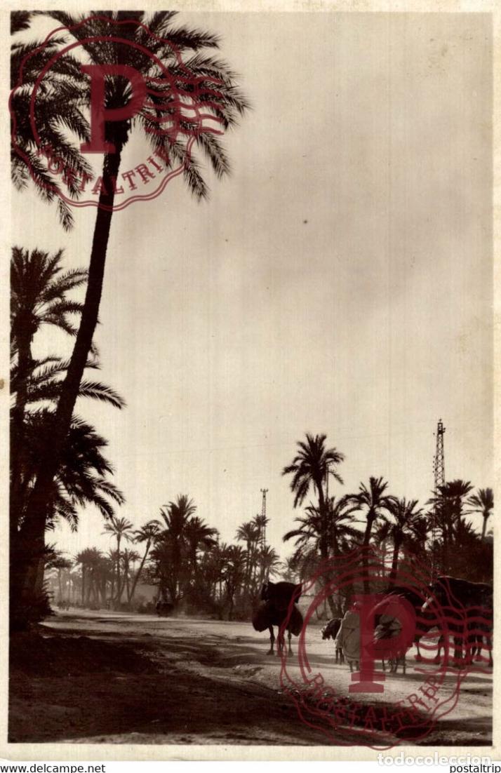 Cartes Postales: MARRAKECH UNA CARAVANE DANS LA PALMERAIE MARUECOS MAROC