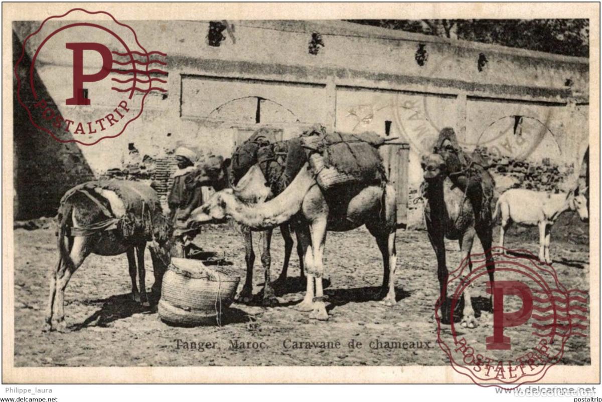 Cartes Postales: Tanger Caravane de Chameaux