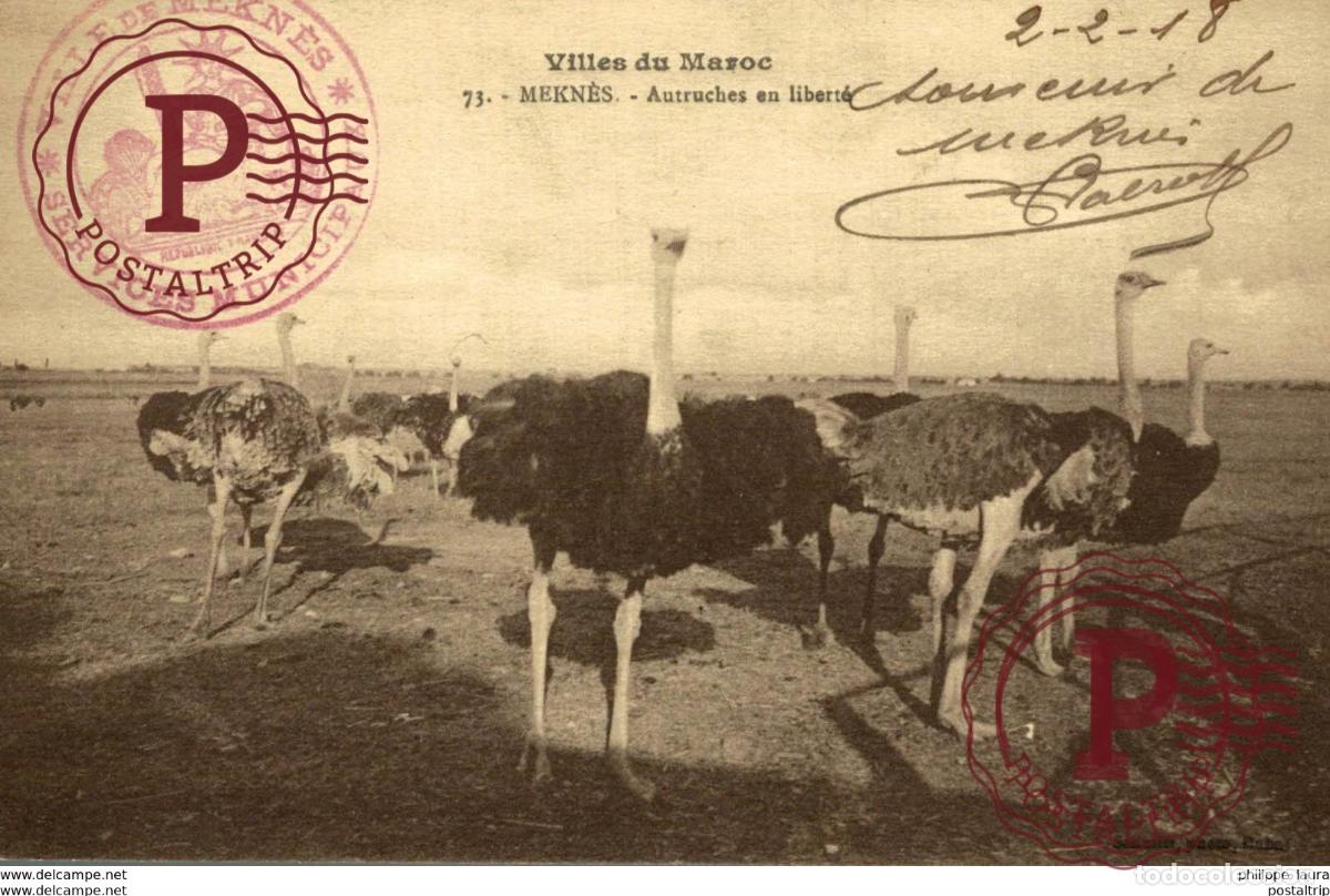 Postales: UNIQUE MEKNES AUSTRUCHES EN LIBERTE 1918