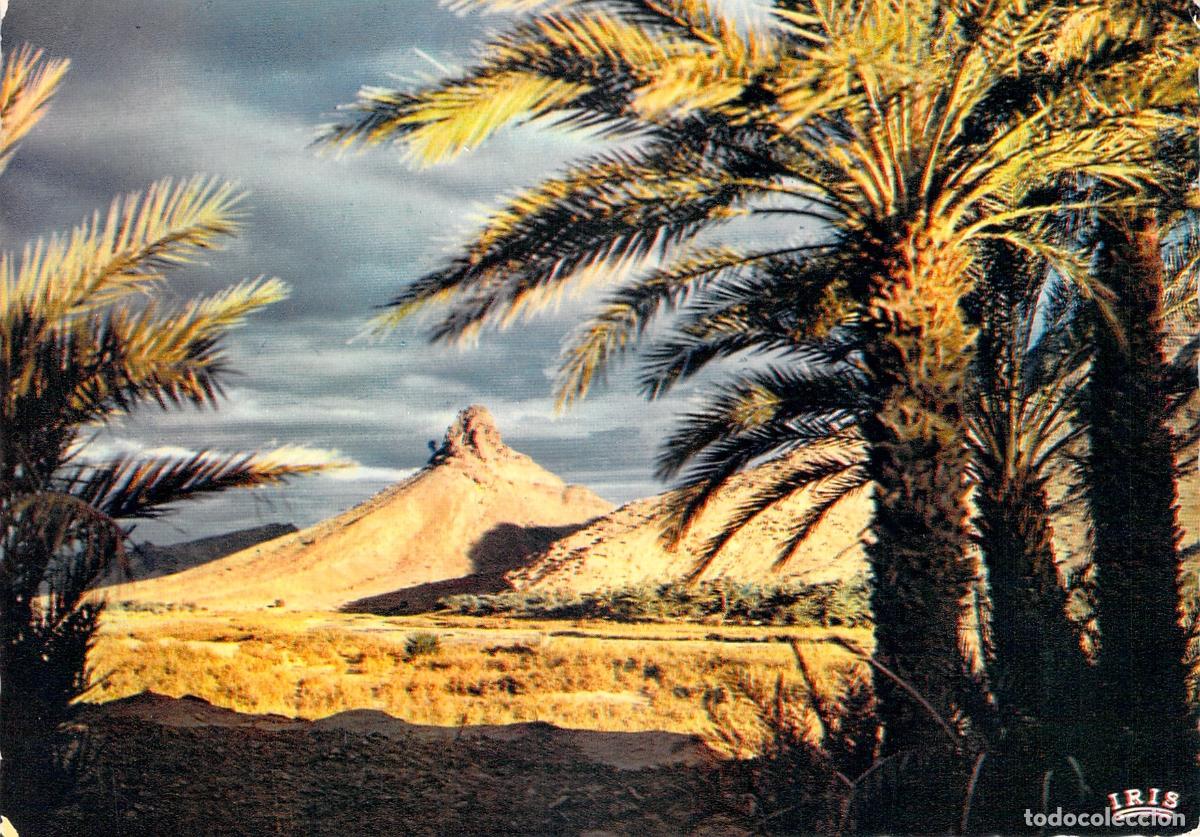 Postales: Postal de Zagora, Marruecos - Atardecer en el Desierto con Palmeras