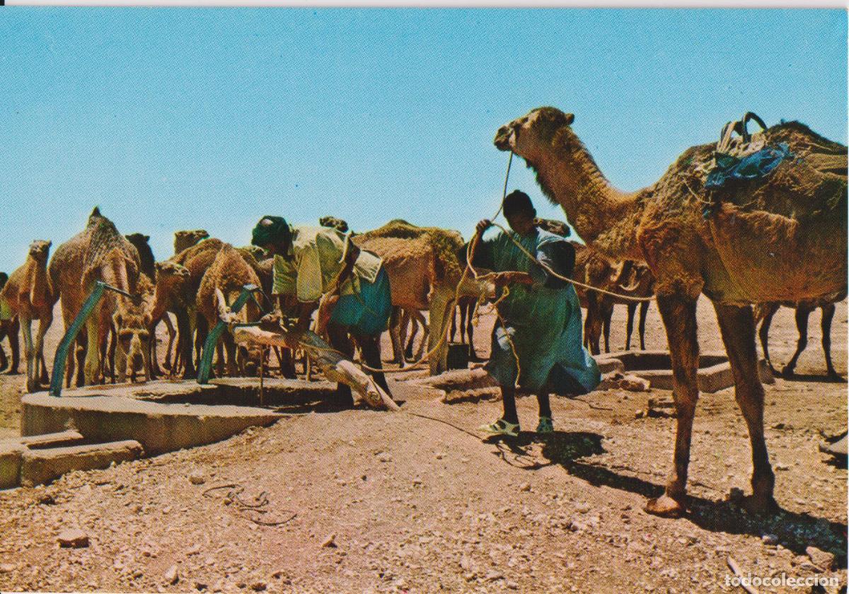 Postales: SAHARA, CAMELLOS ABREVANDO - COLECCION LAS AFORTUNADAS 30017 - S/C
