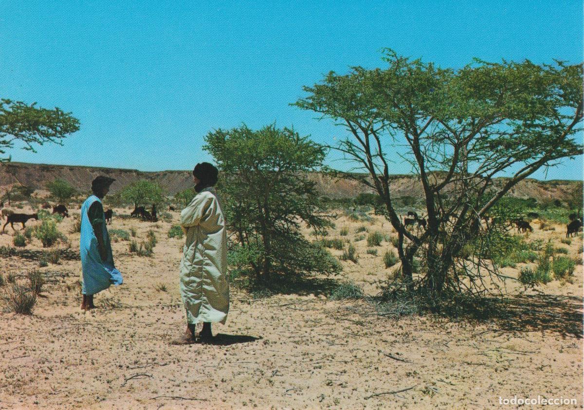 Postales: SAHARA, GANADO PASTANDO - COLECCION LAS AFORTUNADAS 30033 - S/C