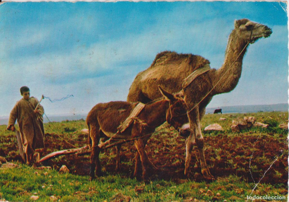 Postales: CASABLANCA (MARRUECOS) LABRADOR MARROQUI - EDITION HASSAN TBER - CIRCULADA