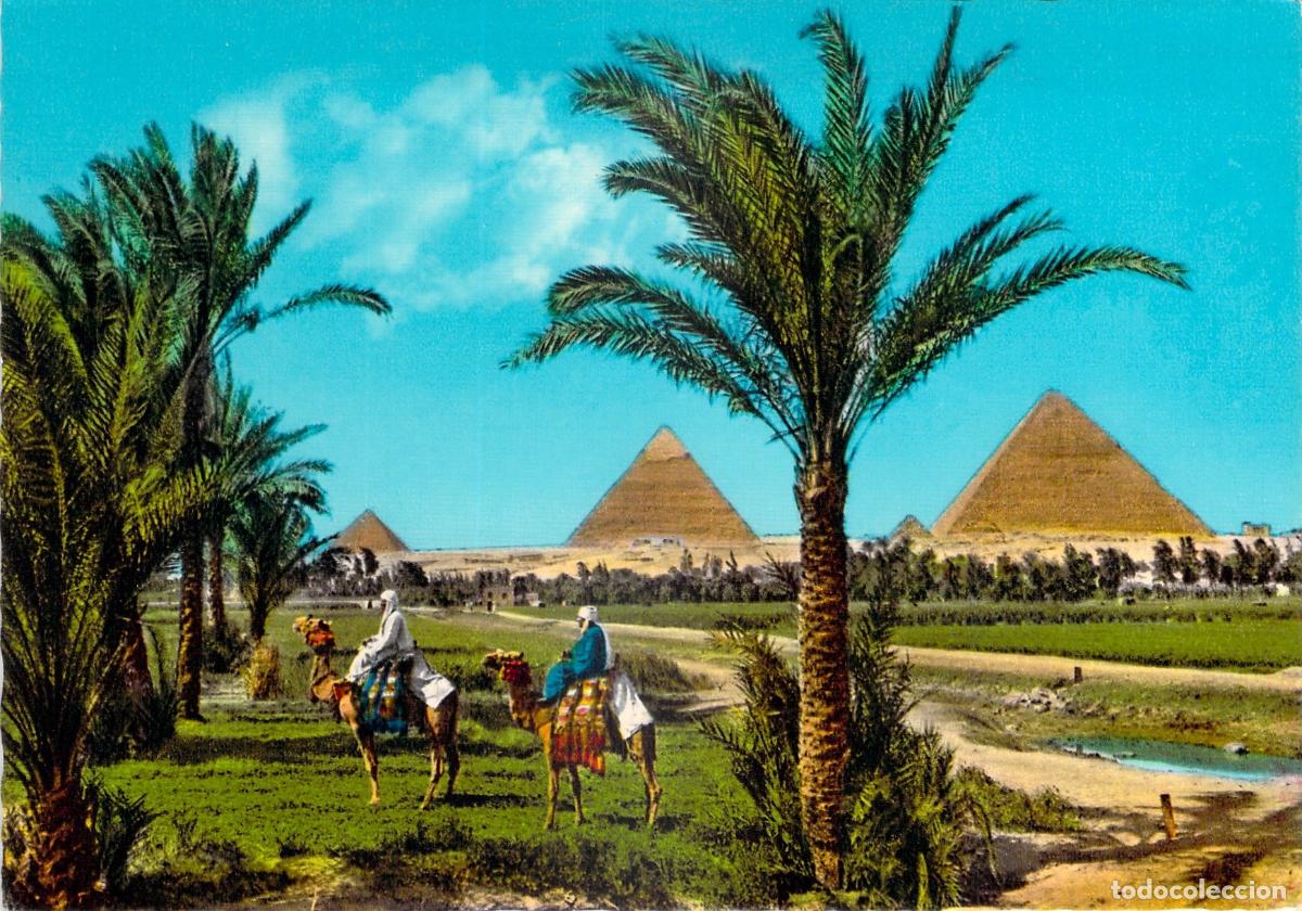 Postales: Postal de las Pir&aacute;mides de Giza con Camellos en Egipto