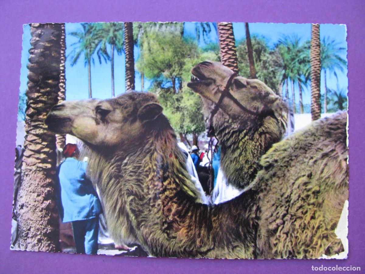 Postales: POSTAL DE LIBIA. CAMELLOS. CIRCULADA 1963
