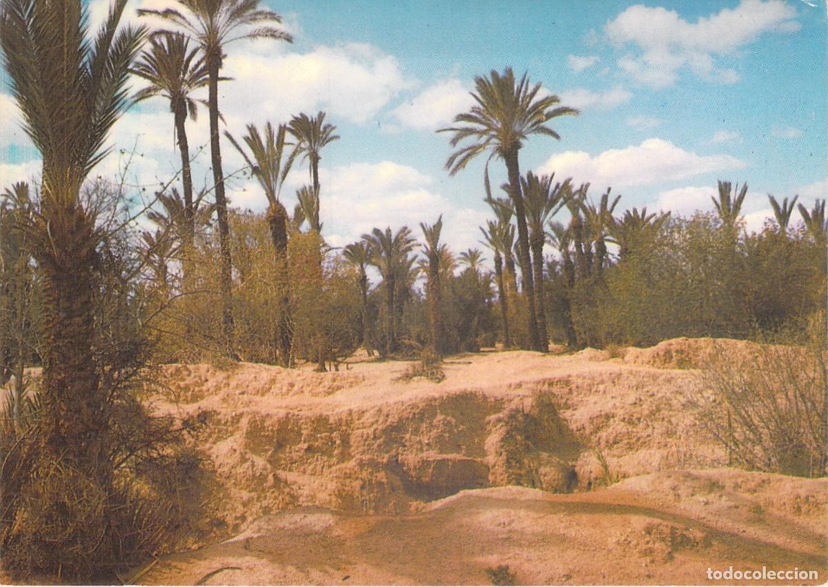 Postales: Postal de un paisaje de palmeral t&iacute;pico en Marruecos