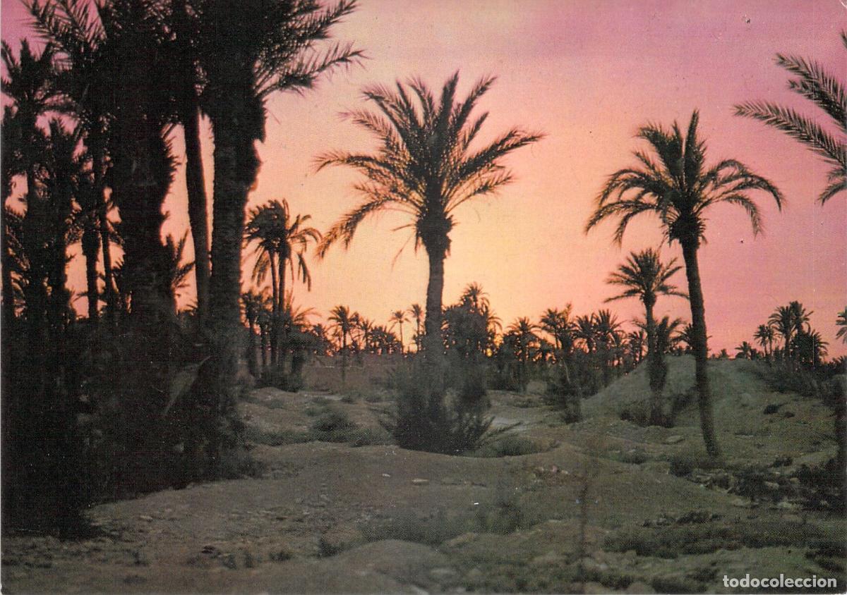 Postales: Postal de Marruecos atardecer en oasis palmeras