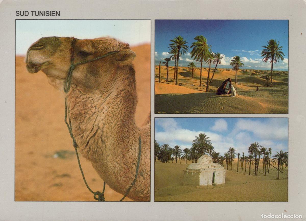 Postales: Tunisia Tunisie Oasis Chameau Palmiers D&eacute;sert Marabout *YAA992