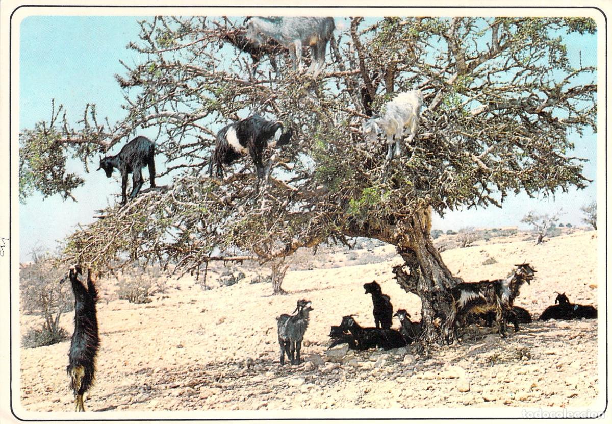 Postales: Postal de Marruecos, Cabras en un &Aacute;rbol de Arg&aacute;n