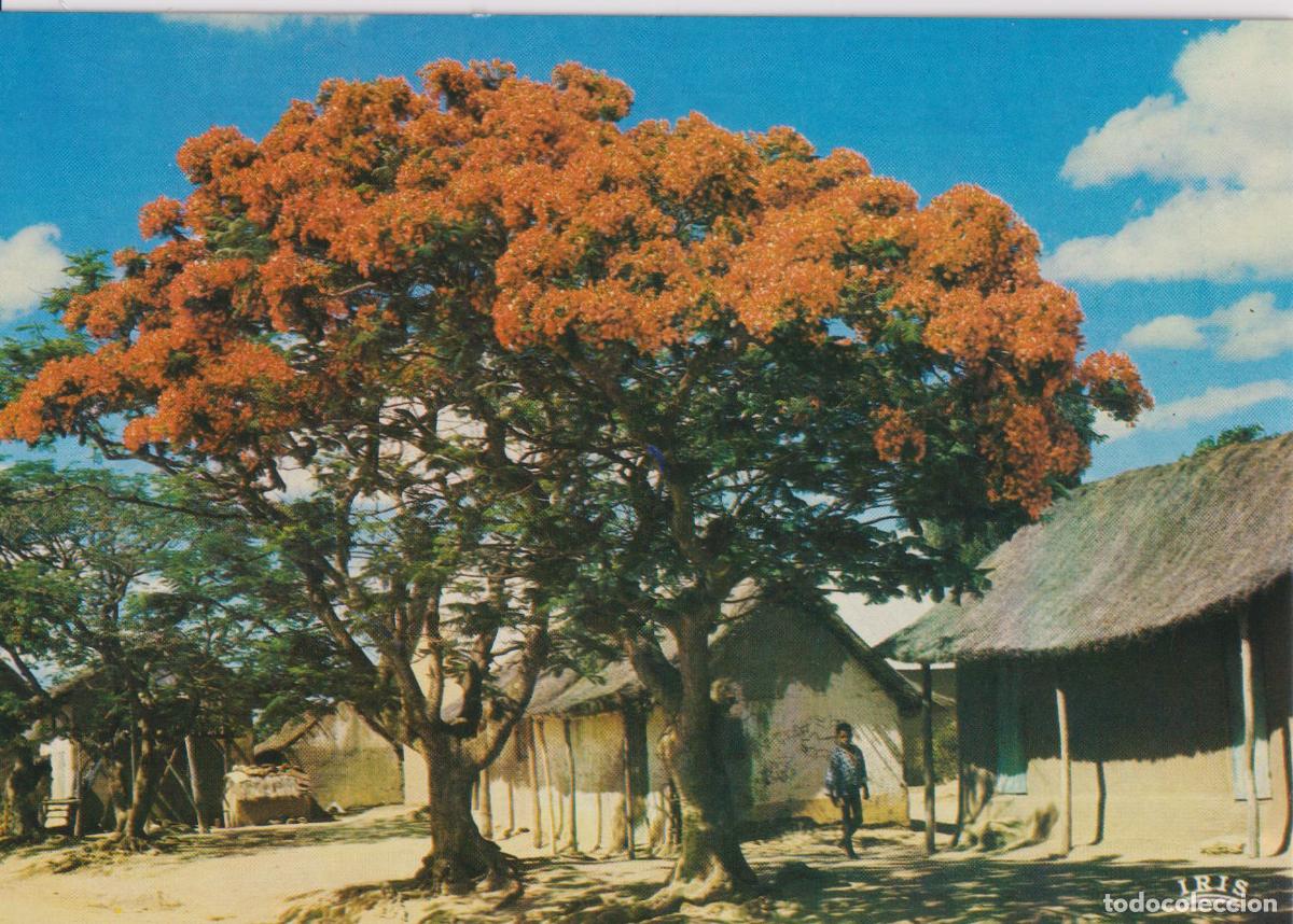 Postales: AFRICA EN COLORES - EL FLAMBOY&Aacute;N (DELONIX REGIA), ESPECTACULAR FLORACI&Oacute;N ROJA &ndash; IRIS 7372 &ndash; S/C