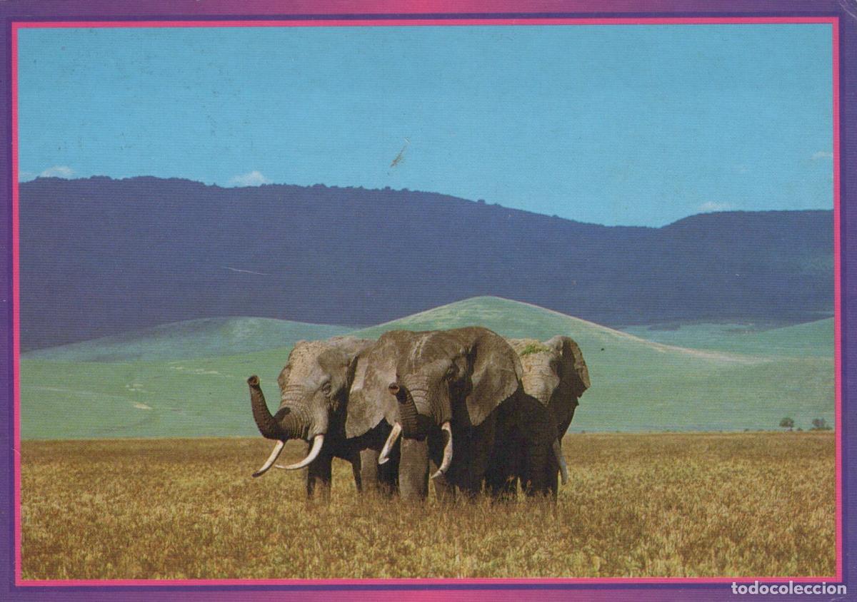 Postales: Kenya Nairobi African Elephants Savanna Landscape Wildlife *YAE676