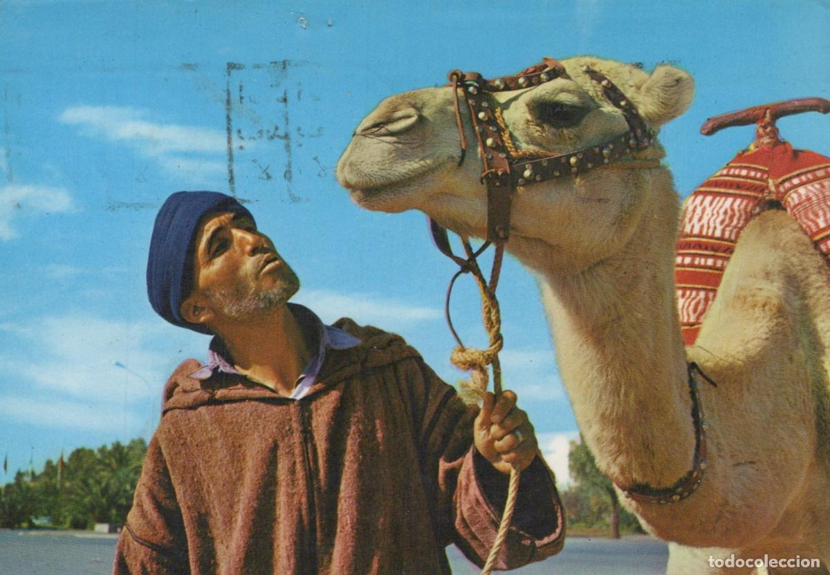Postales: Morocco Tanger Maroc Sc&egrave;ne Typique Homme et Chameau Culture Locale *YAE718
