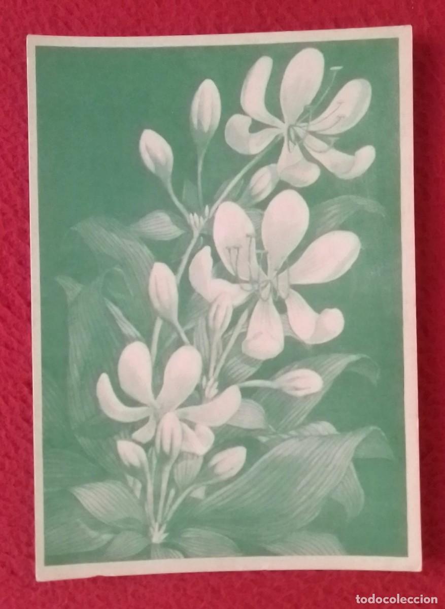 Postales: POSTAL OLD POST CARD CRYNUM GEGANTEUM PLANTA BULBOSA..COLECCI&Oacute;N FLORES GUINEA ESPA&Ntilde;OLA YVERT 336/338