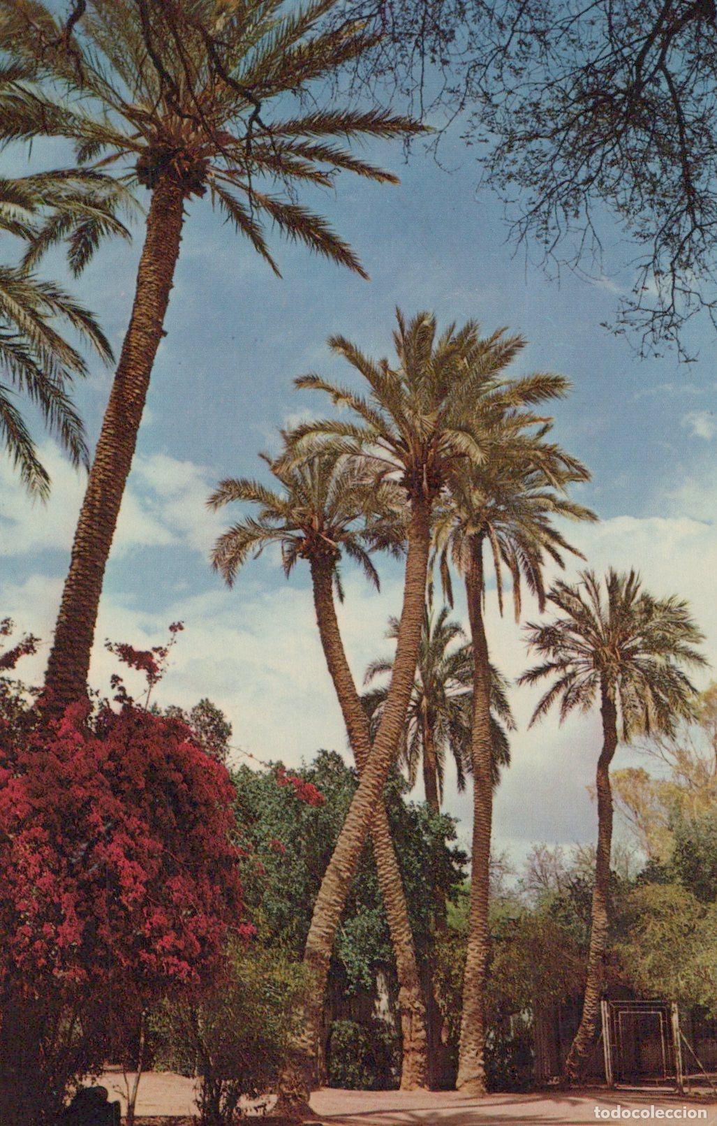 Postales: Algeria Biskra Algeria Jardin Public Landscape Palmiers Unposted *YAK191