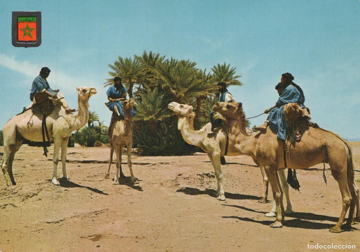 Postales: Morocco Desert Camel Train With Riders Palm Trees Traditional Dress *YAR779