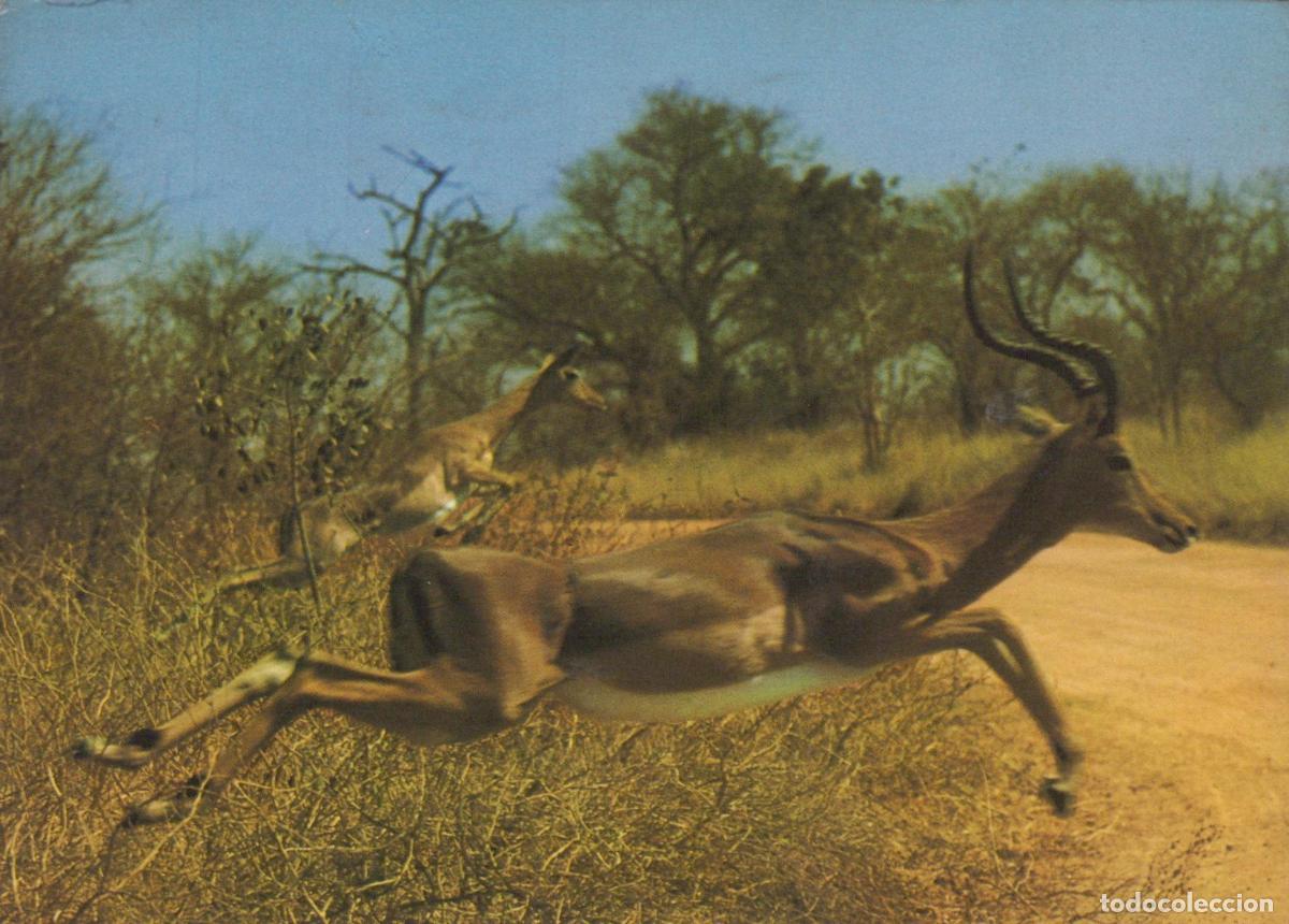 Postales: South Africa Durban Southern Africa Leaping Impala Antelopes Wildlife *YAS868