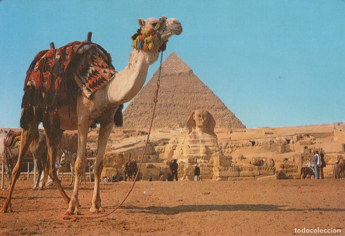 Postales: Egypt Gizeh Giza Great Sphinx and Pyramid of Kephre With Camel Unposted *YAR248