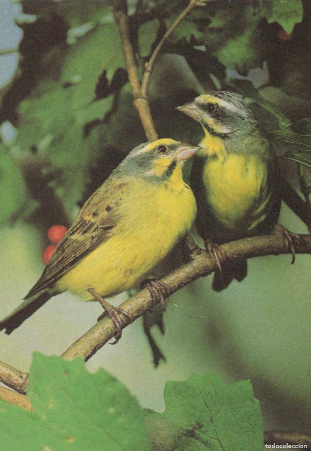 Postcards: Mozambique Citril Birds On Branch Yellow and Green Plumage Unposted *YAV393