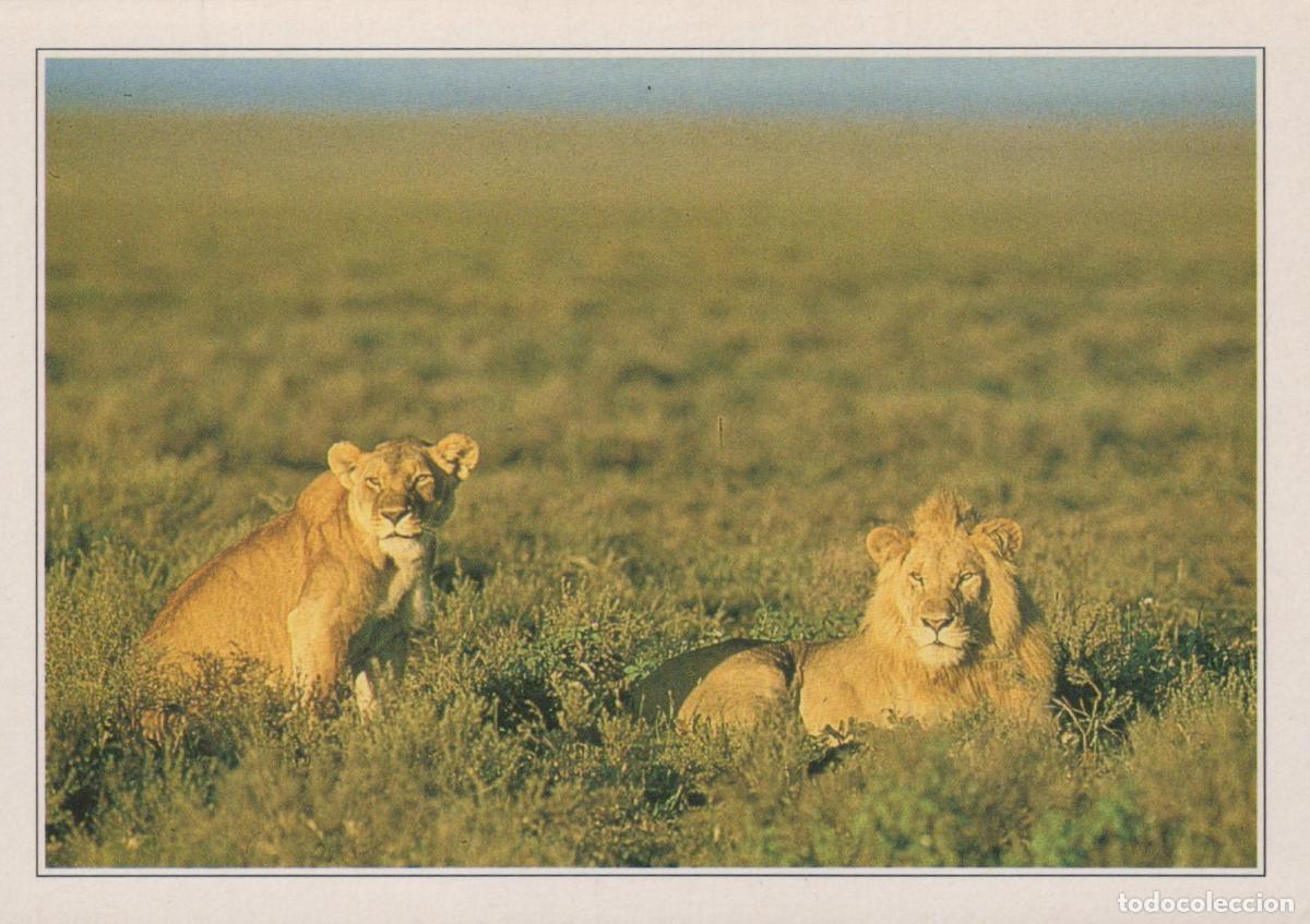 Cartes Postales: Kenya Wild Lion Pair in Grassland Safari Wildlife Unposted *YAV665
