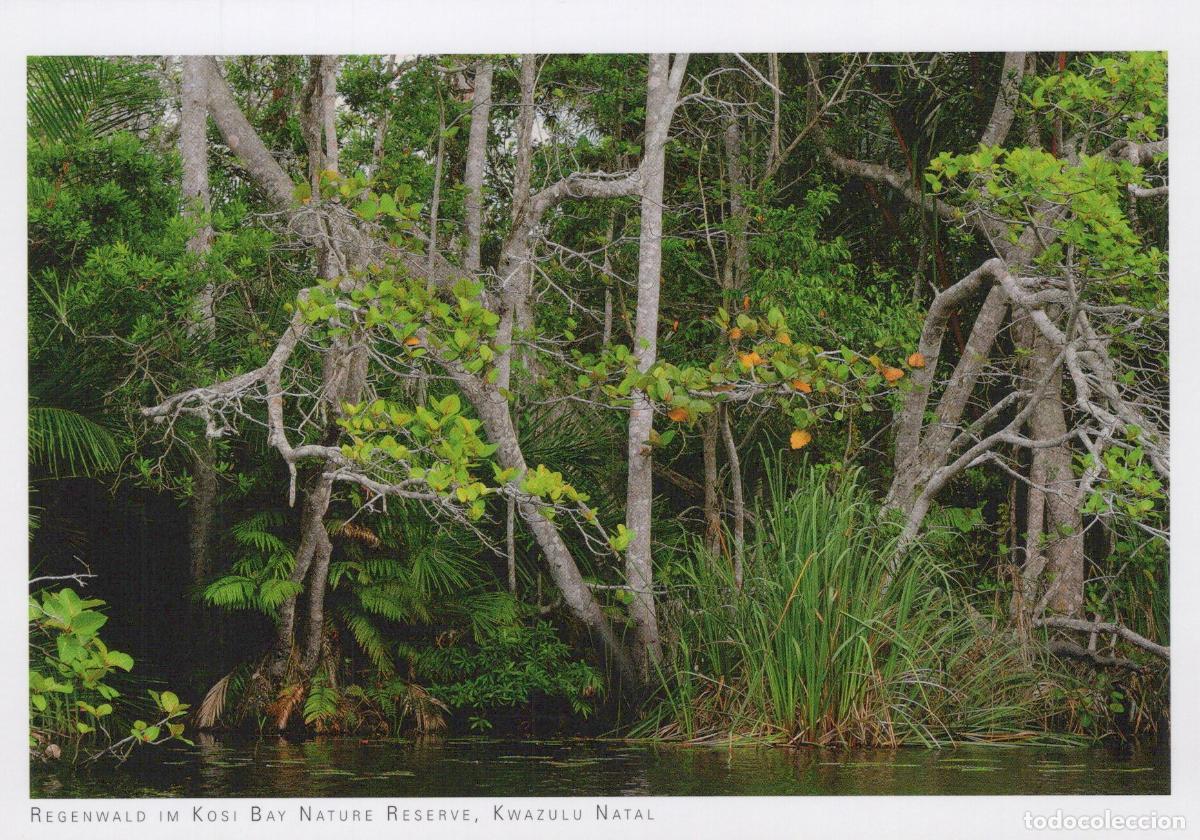 Postkarten: South Africa Kosi Bay Nature Reserve Rainforest Landscape Unposted *YAV755