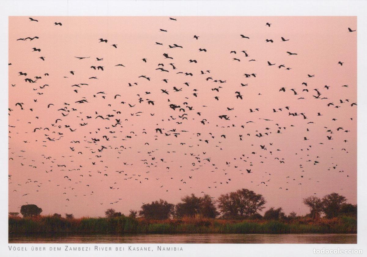 Postkarten: Namibia Kasane Zambezi River Birds Flying Sunset Landscape Unposted *YAV758