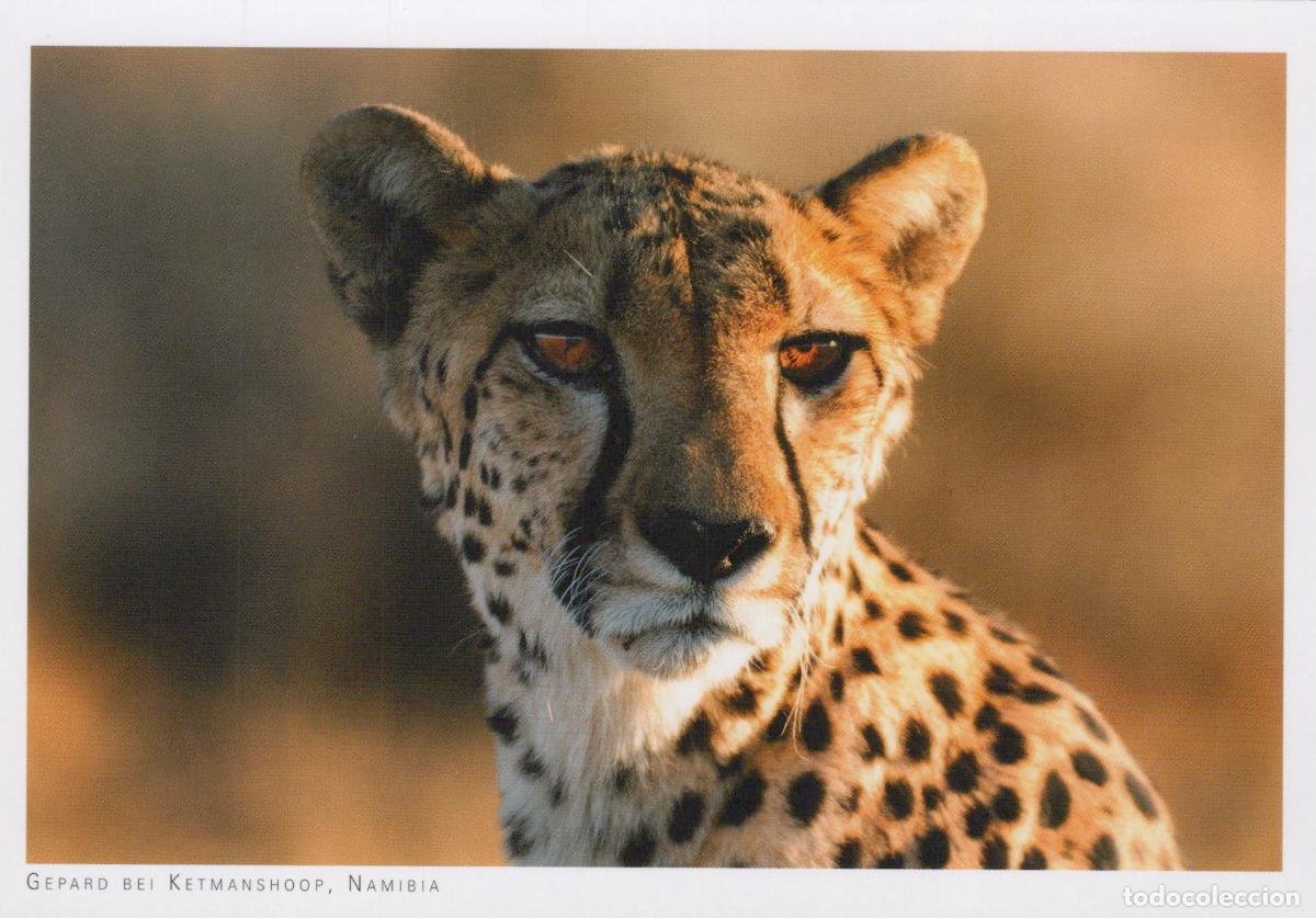 Postkarten: Namibia Keetmanshoop Cheetah Near Wildlife Animal Portrait Unposted *YAV761
